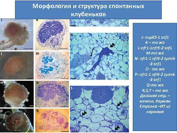 Морфология и структура спонтанных клубеньков J- nup 85 -1 snf 1 K – то