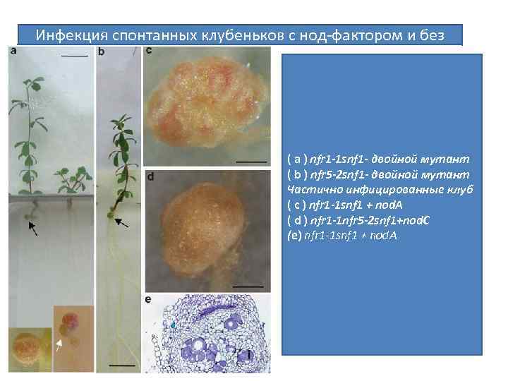 Инфекция спонтанных клубеньков с нод-фактором и без ( a ) nfr 1 -1 snf