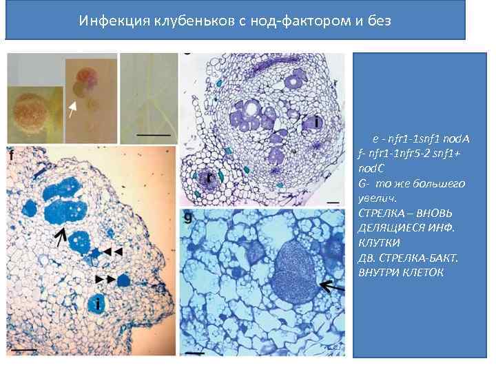 Инфекция клубеньков с нод-фактором и без e - nfr 1 -1 snf 1 nod.