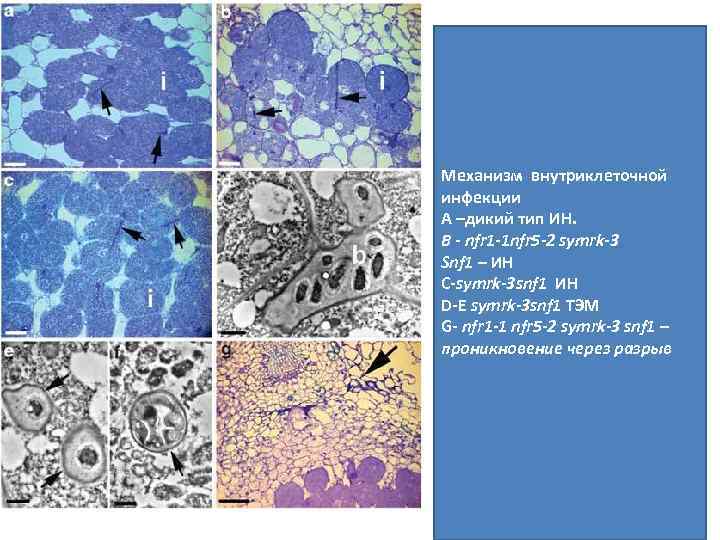 Механизм внутриклеточной инфекции А –дикий тип ИН. B - nfr 1 -1 nfr 5