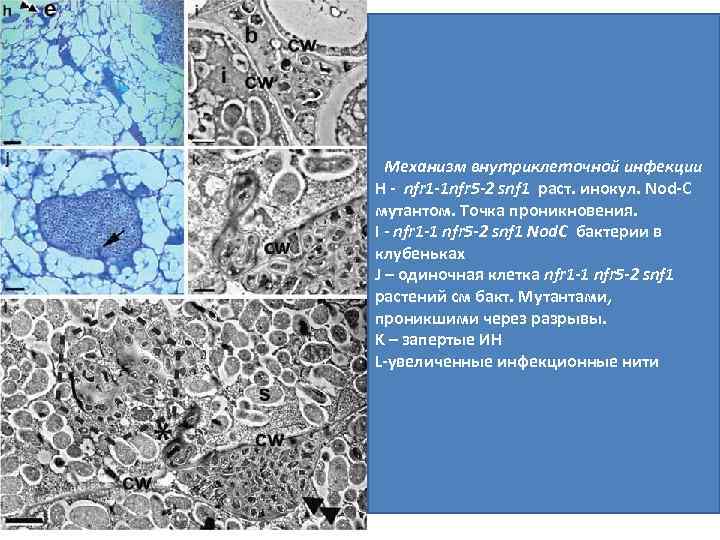 Механизм внутриклеточной инфекции H - nfr 1 -1 nfr 5 -2 snf 1 раст.