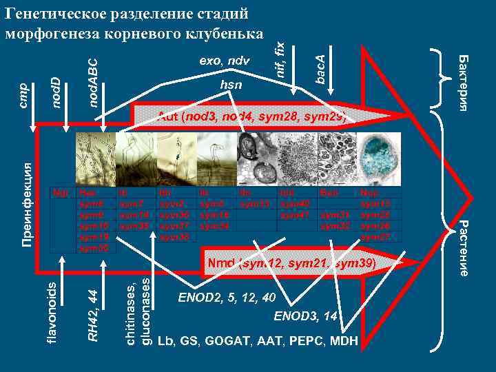 bac. A hsn nif, fix nod. ABC nod. D exo, ndv chitinases, gluconases RH