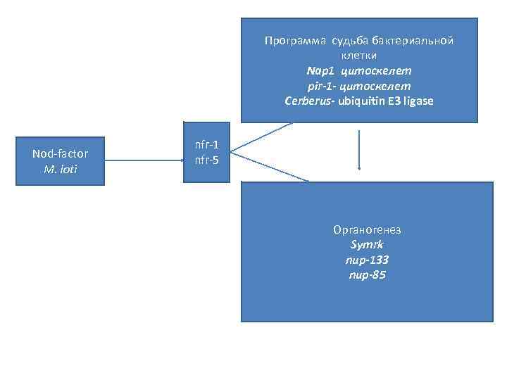 Программа судьба бактериальной клетки Nap 1 цитоскелет pir-1 - цитоскелет Cerberus- ubiquitin E 3