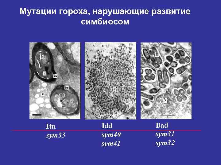 Мутации гороха, нарушающие развитие симбиосом Itn sym 33 Idd sym 40 sym 41 Bad