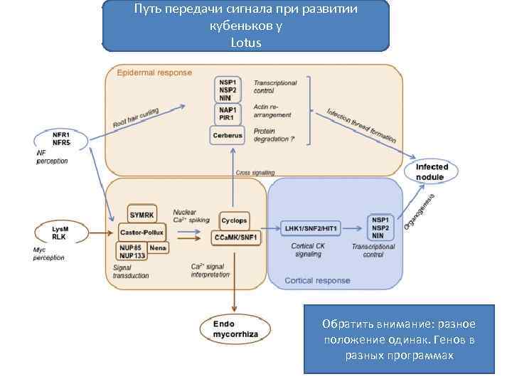 Путь передачи сигнала при развитии кубеньков у Lotus Обратить внимание: разное положение одинак. Генов