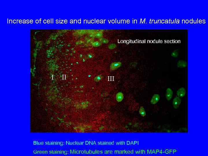 Increase of cell size and nuclear volume in M. truncatula nodules Longitudinal nodule section