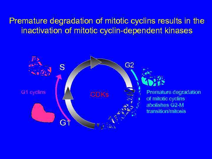 Premature degradation of mitotic cyclins results in the inactivation of mitotic cyclin-dependent kinases G