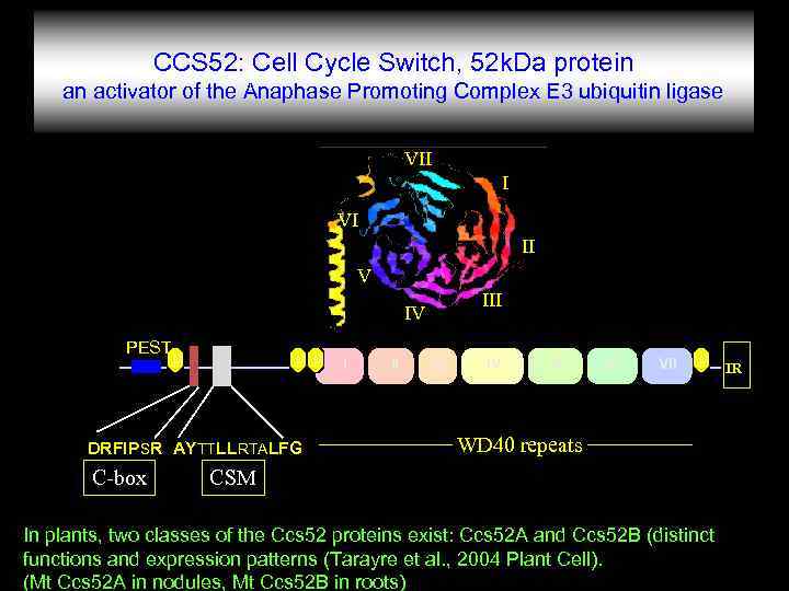 CCS 52: Cell Cycle Switch, 52 k. Da protein an activator of the Anaphase