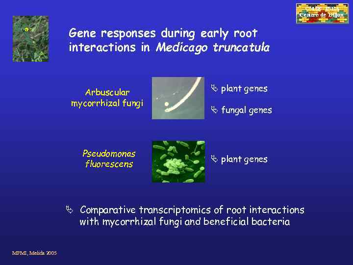 CMSE - INRA Gene responses during early root interactions in Medicago truncatula Arbuscular mycorrhizal