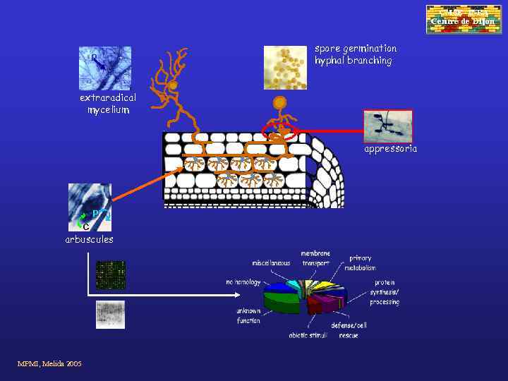 CMSE - INRA P spore germination hyphal branching extraradical mycelium appressoria P C arbuscules