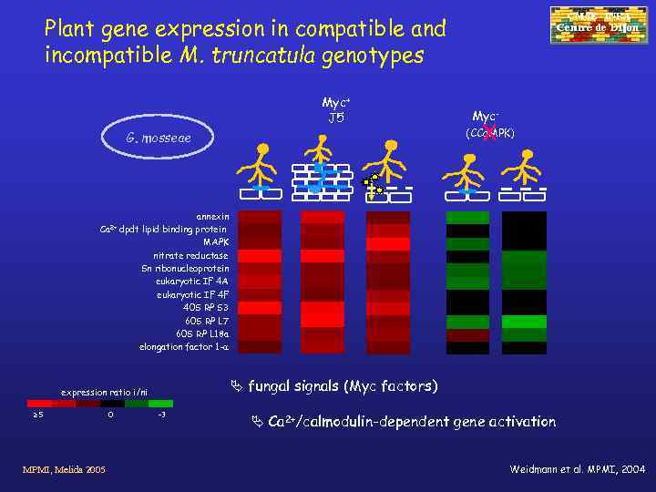 CMSE - INRA Plant gene expression in compatible and incompatible M. truncatula genotypes Myc+