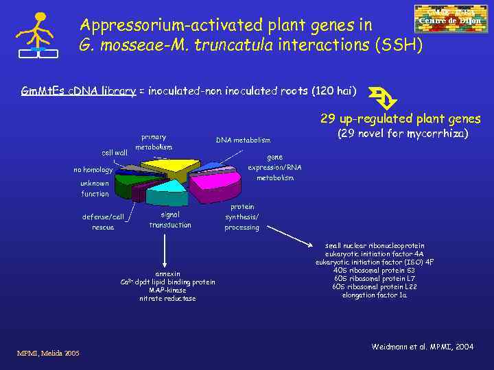 Appressorium-activated plant genes in G. mosseae-M. truncatula interactions (SSH) CMSE - INRA Gm. Mt.