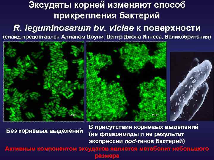 Эксудаты корней изменяют способ прикрепления бактерий R. leguminosarum bv. viciae к поверхности (слайд предоставлен