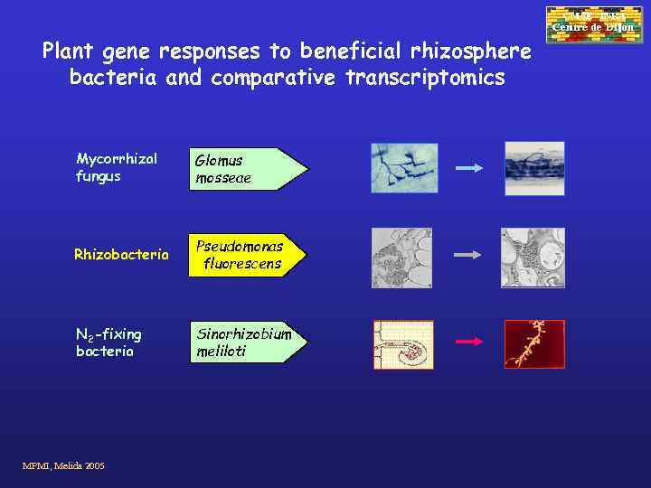 CMSE - INRA Plant gene responses to beneficial rhizosphere bacteria and comparative transcriptomics Mycorrhizal