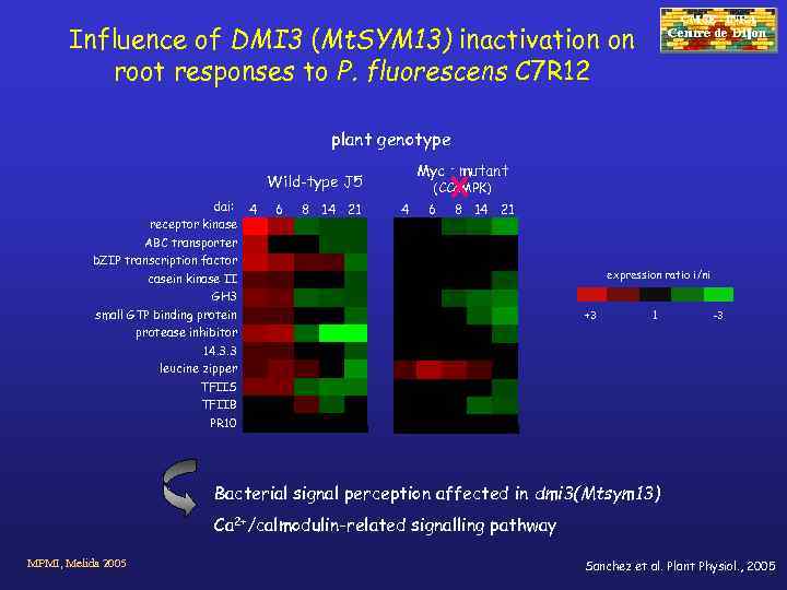 CMSE - INRA Influence of DMI 3 (Mt. SYM 13) inactivation on root responses