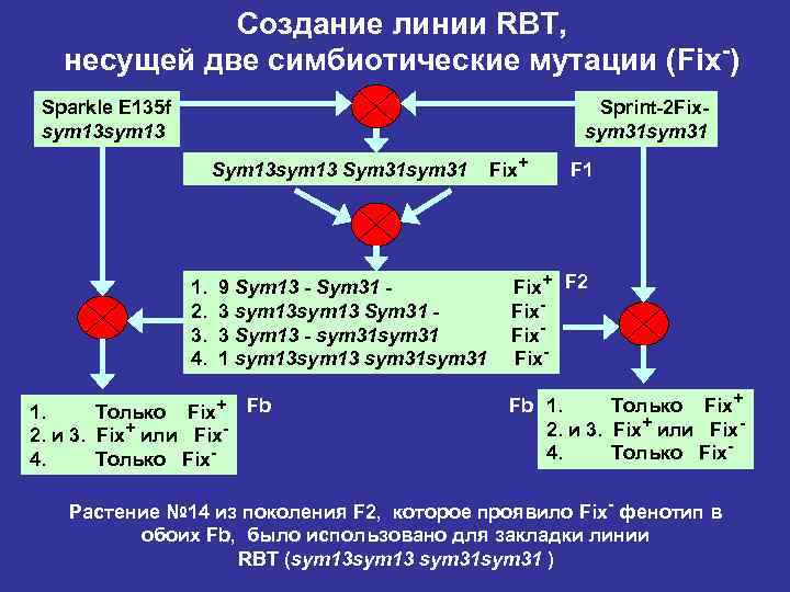 Cоздание линии RBT, несущей две симбиотические мутации (Fix-) Sparkle E 135 f sym 13