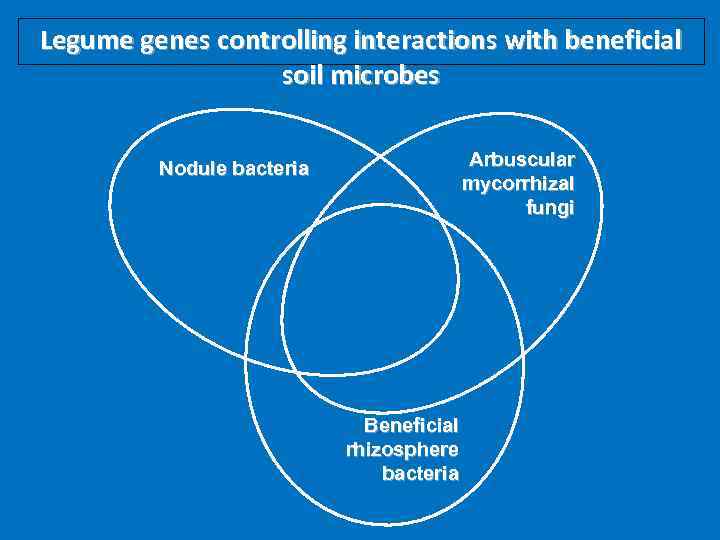 Legume genes controlling interactions with beneficial soil microbes Arbuscular mycorrhizal fungi Nodule bacteria Beneficial