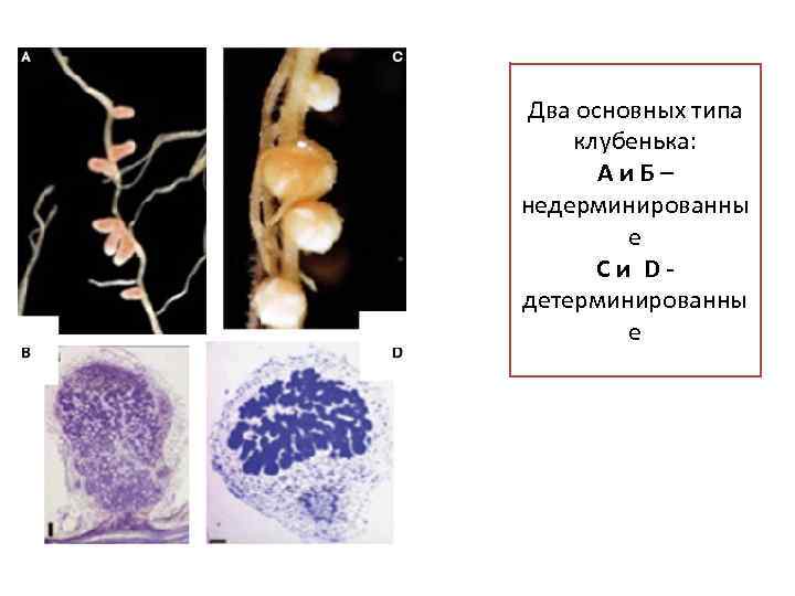 Два основных типа клубенька: Аи. Б– недерминированны е Cи Dдетерминированны е 