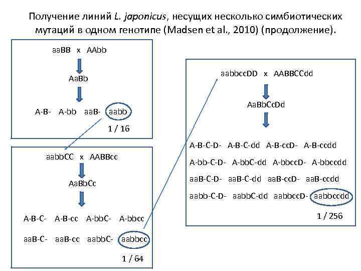 Получение линий L. japonicus, несущих несколько симбиотических мутаций в одном генотипе (Madsen et al.