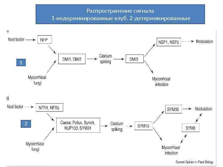 Распространение сигнала 1 -недерминированные клуб. 2 -детерминированные 1 2 