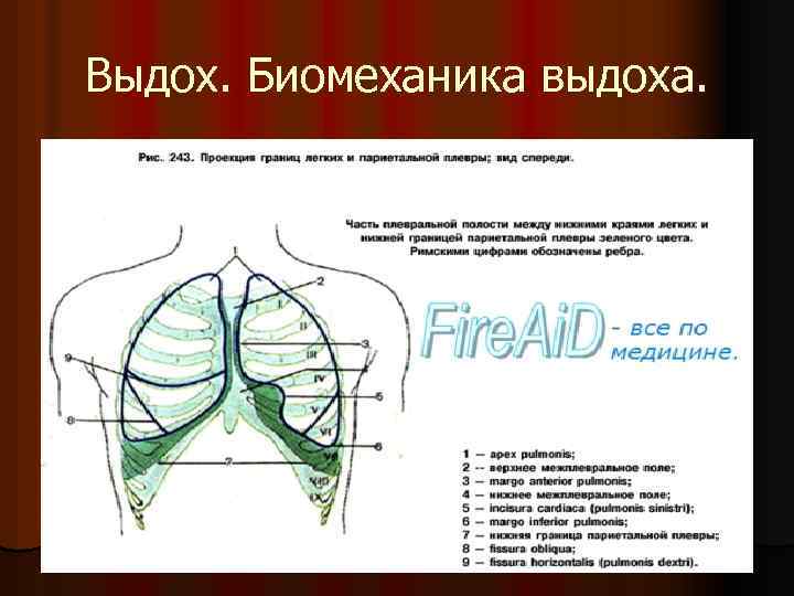 Выдох. Биомеханика выдоха. 