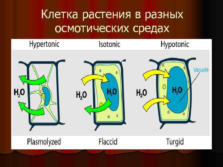 Клетка растения в разных осмотических средах 