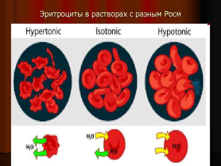 Эритроциты в растворах с разным Росм 