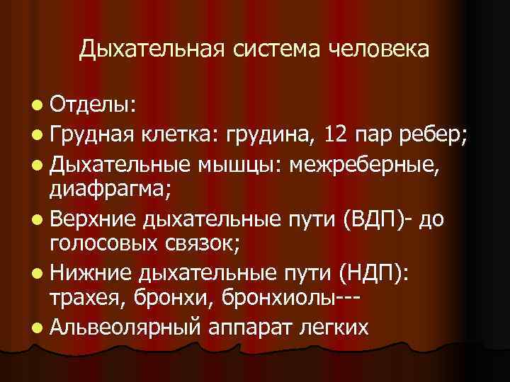 Дыхательная система человека l Отделы: l Грудная клетка: грудина, 12 пар ребер; l Дыхательные