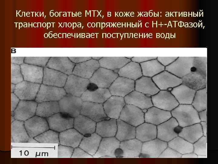 Клетки, богатые МТХ, в коже жабы: активный транспорт хлора, сопряженный с Н+-АТФазой, обеспечивает поступление