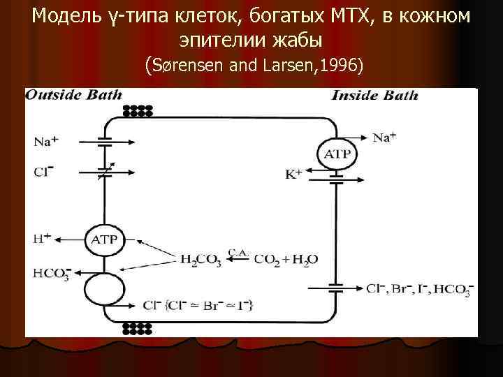 Модель γ-типа клеток, богатых МТХ, в кожном эпителии жабы (Sørensen and Larsen, 1996) 