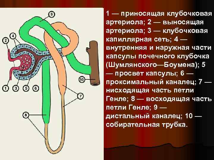 1 — приносящая клубочковая артериола; 2 — выносящая артериола; 3 — клубочковая капиллярная сеть;