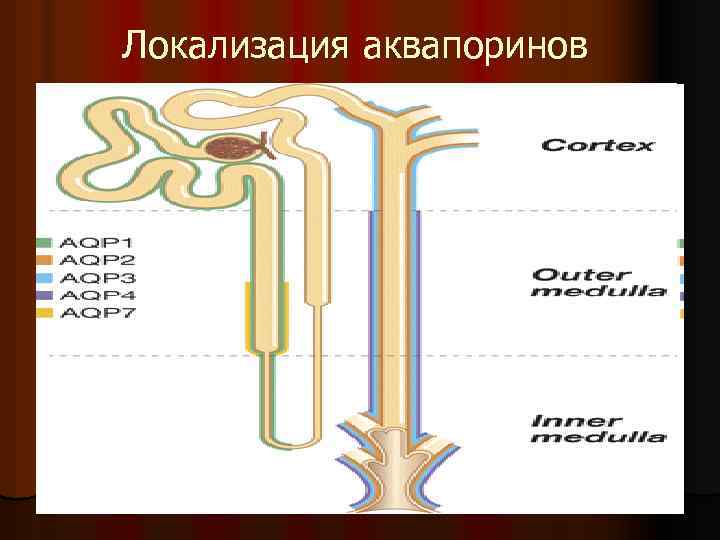 Локализация аквапоринов 