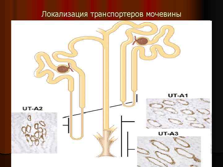 Локализация транспортеров мочевины 