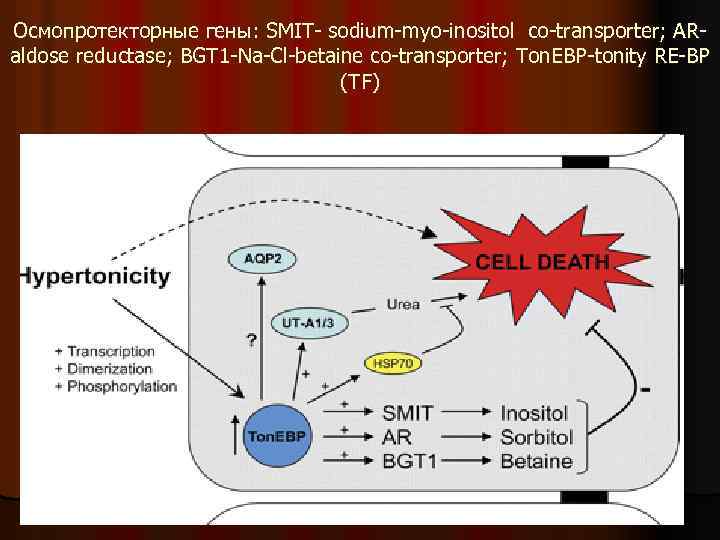 Осмопротекторные гены: SMIT- sodium-myo-inositol co-transporter; ARaldose reductase; BGT 1 -Na-Cl-betaine co-transporter; Ton. EBP-tonity RE-BP