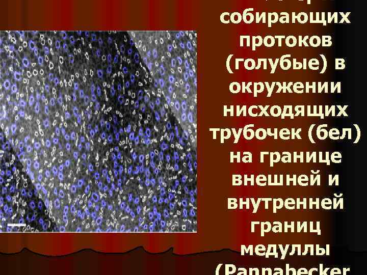 Кластеры собирающих протоков (голубые) в окружении нисходящих трубочек (бел) на границе внешней и внутренней