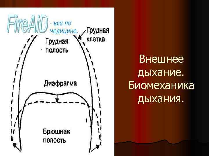 Внешнее дыхание. Биомеханика дыхания. 