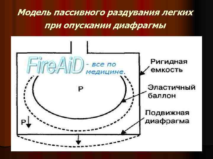 Модель пассивного раздувания легких при опускании диафрагмы 