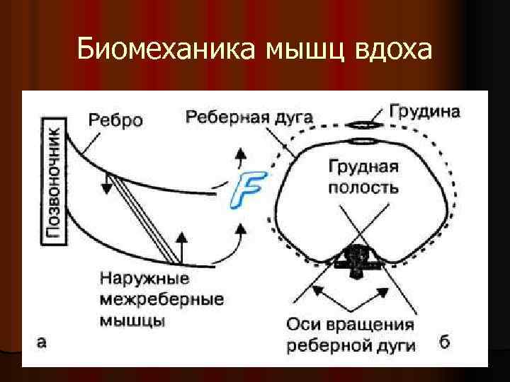 Биомеханика мышц вдоха 