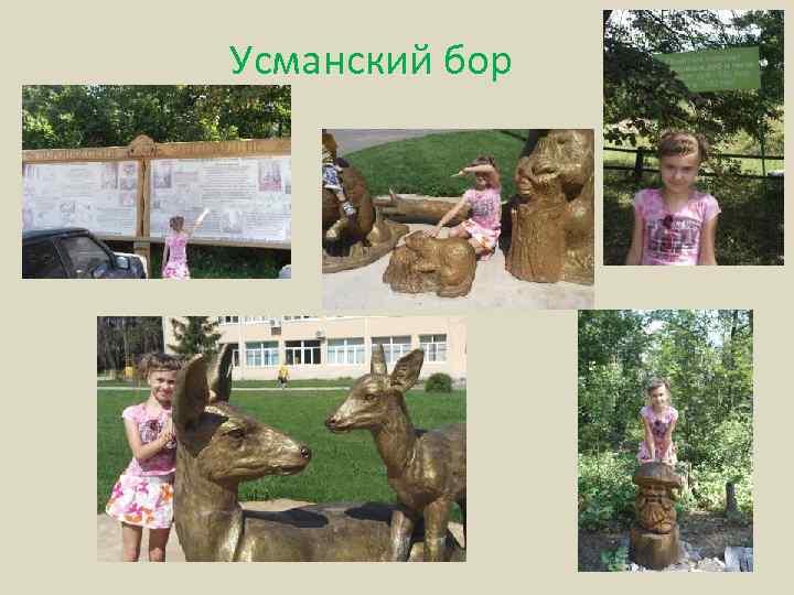 Усманский бор 