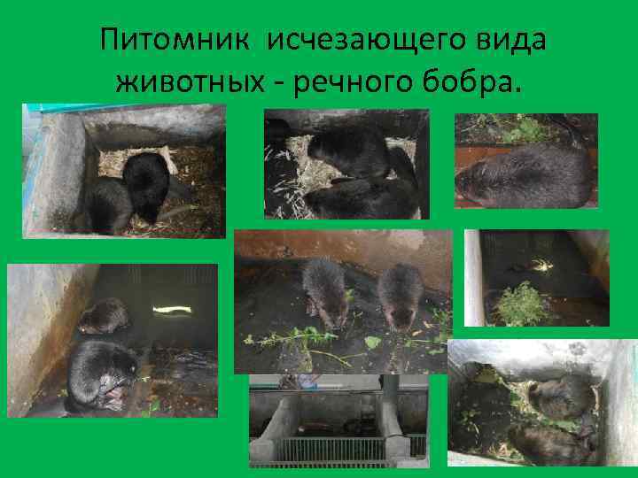Питомник исчезающего вида животных - речного бобра. 