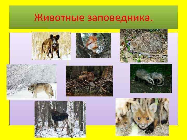 Животные заповедника. 