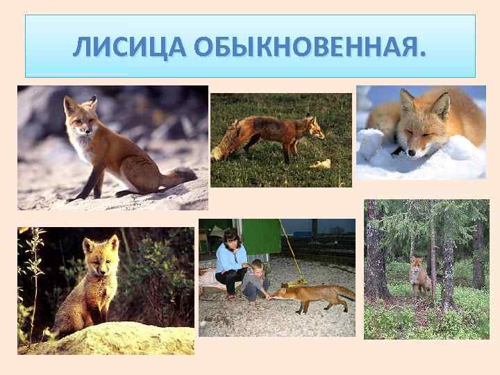 ЛИСИЦА ОБЫКНОВЕННАЯ. 