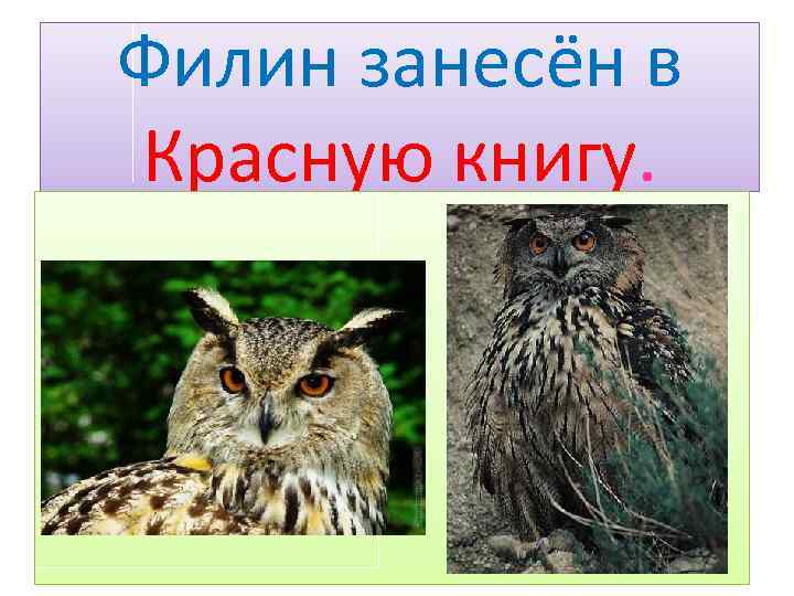 Филин занесён в Красную книгу. 