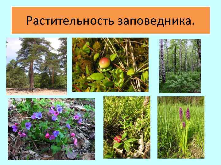 Растительность заповедника. 