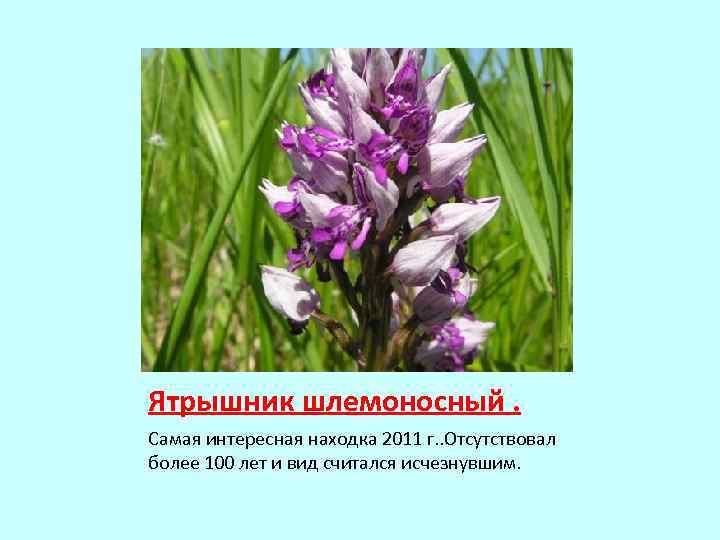 Ятрышник шлемоносный. Самая интересная находка 2011 г. . Отсутствовал более 100 лет и вид