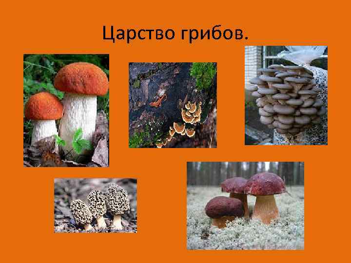 Царство грибов. 
