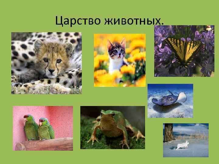 Царство животных. 