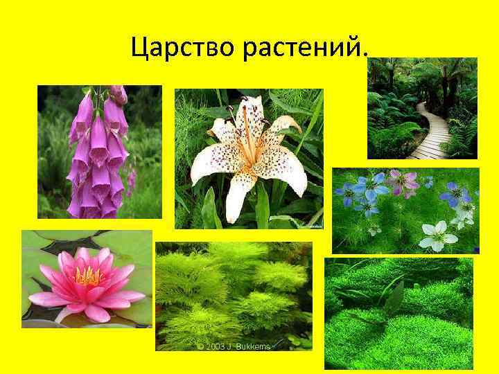 Царство растений. 