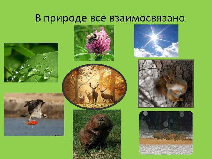 В природе все взаимосвязано. 