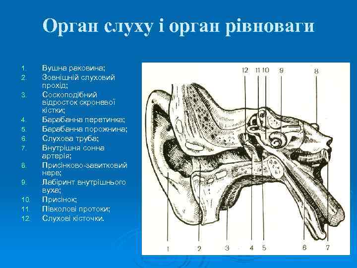 Кроссворд орган слуха